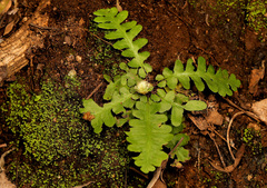 Asplenium phillipsianum