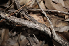 Maratus karrie