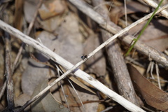 Maratus karrie