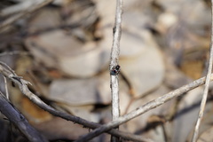 Maratus karrie