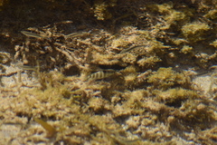 Abudefduf septemfasciatus