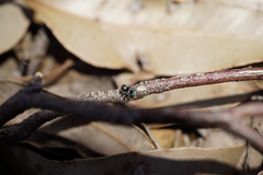 Maratus karrie