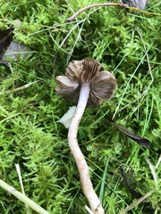 Lacrymaria lacrymabunda