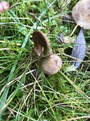 Lacrymaria lacrymabunda