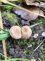 Lacrymaria lacrymabunda