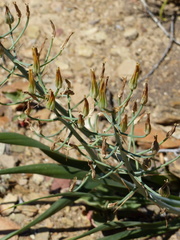 Albuca schoenlandii