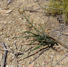 Albuca schoenlandii