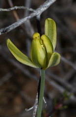 Albuca schoenlandii