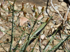 Albuca schoenlandii