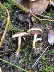 Lacrymaria lacrymabunda