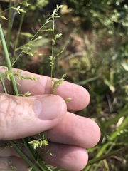 Coleataenia anceps anceps