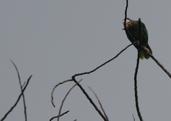 Amazona leucocephala