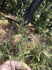 Coleataenia anceps anceps