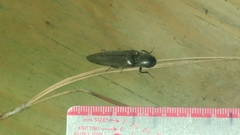 Orthostethus infuscatus