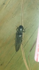 Orthostethus infuscatus