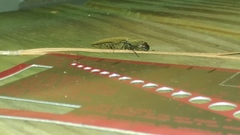 Orthostethus infuscatus