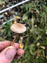 Lacrymaria lacrymabunda