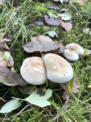 Basidiomycota