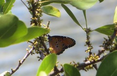 Danaus chrysippus dorippus