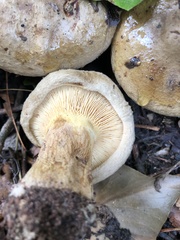 Paxillus
