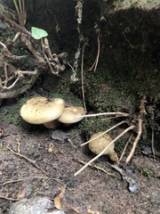 Paxillus