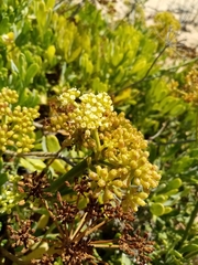 Crithmum maritimum image