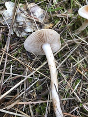 Basidiomycota