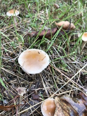 Basidiomycota