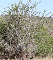 Vachellia karroo