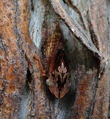 Stenocotini