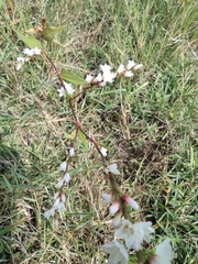 Persicaria japonica