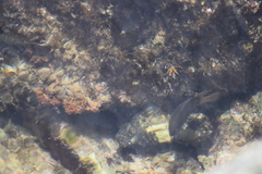 Pomacentrus tripunctatus