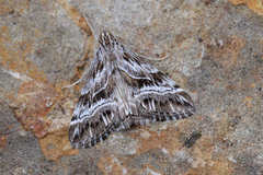 Evergestis serratalis