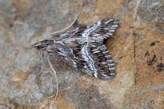 Evergestis serratalis