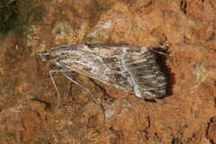 Evergestis serratalis