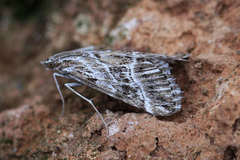 Evergestis serratalis