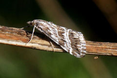 Evergestis serratalis