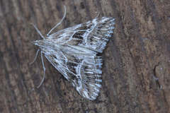Evergestis serratalis