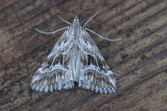 Evergestis serratalis
