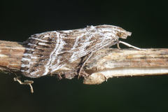 Evergestis serratalis
