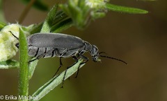 Epicauta murina