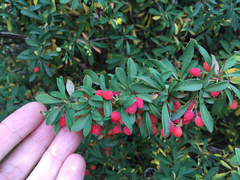 Berberis wilsoniae