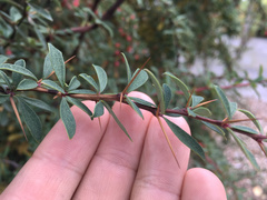 Berberis wilsoniae