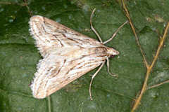 Evergestis desertalis