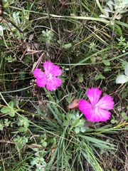 Dianthus carthusianorum