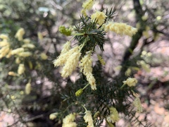 Acacia verticillata verticillata