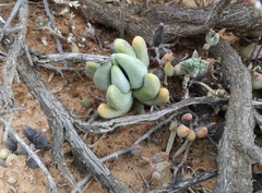 Crassula congesta