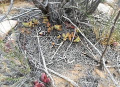 Adromischus filicaulis