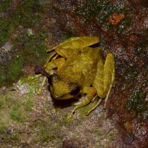 Boneberg's Frog, Natalobatrachus bonebergi