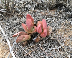 Crassula clavata